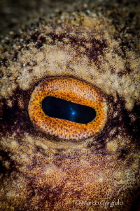 Eye by Marco Gargiulo 